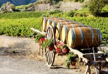 Vini Languedoc-Roussillon: cosa sono e bottiglie pregiate vini-languedoc-roussillon